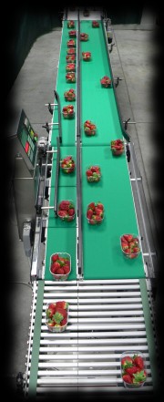 HSC350 applications strawberry HSC350 applicazione fragole